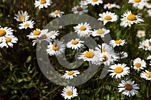 Vast fields of daisies and flowering mustard in Russia