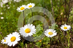 Vast fields of daisies and flowering mustard in Russia