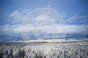 Vast forest after snow