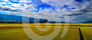 The vast golden rice fields and the distant mountains and clouds