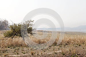 Vast grassland along Pench reservoir, Pench Tiger Reserve