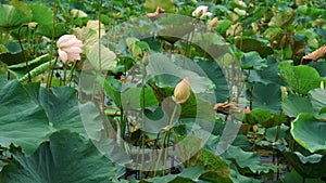 A vast green lotus field being gently and harmoniously swayed by the wind in a beautifully synchronized pattern.