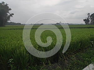 The vast green rice fields look cool.