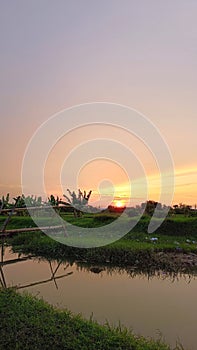 Vast green rice fields beside the river are illuminated by the bright morning sun