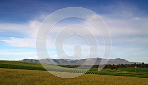 Vast green vineyards