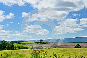 Vast landscape of Biei, Hokkaido.