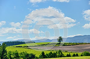 Vast landscape of Biei, Hokkaido.