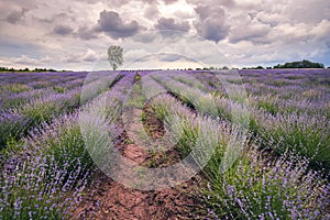 landscape of blooming lavender field with an alone tree at cloudy day