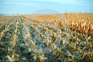 Vast maize field being harvested in autumn