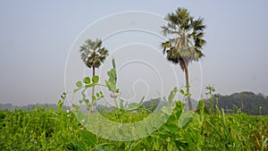 The vast pea fields of Bangladesh. crop field Close up photo of pea flower. White red blue pea flowers on green background