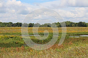 A vast prairie filled with wildflowers and grasses surrounding a pond leading to the woods on a summer day