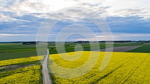 Vast rapeseed fields seen from a bird`s eye view photo