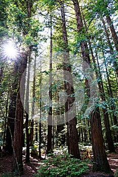 The vast redwood trees grows as high as 300 feet tall