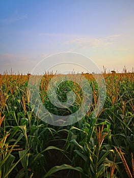 Vast row planting of corn field scenery with ripe tassel and pollen.