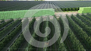 Vast rows of fruitless trees covered with shading net