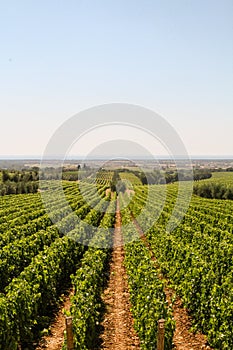 Vast rows of green vineyards