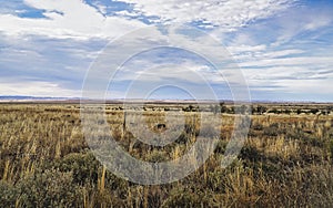 Vast Sky over Flinders Ranges Grassland