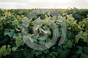 Vast vineyard landscape at sunset with lush green leaves