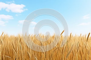Vast Wheat Field Abounds With Growth photo