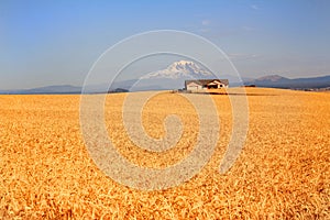 Vast Wheat Field