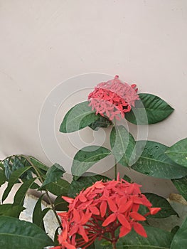 This is vastu flower