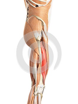 The vastus intermedius