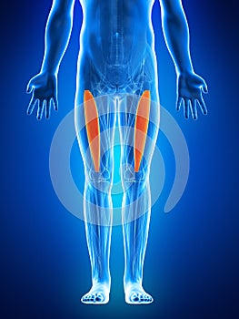 The vastus intermedius