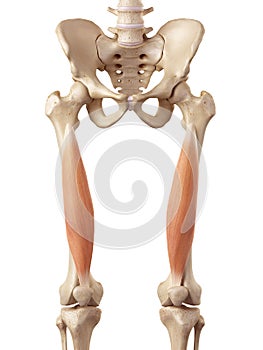 The vastus intermedius