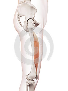 The vastus intermedius