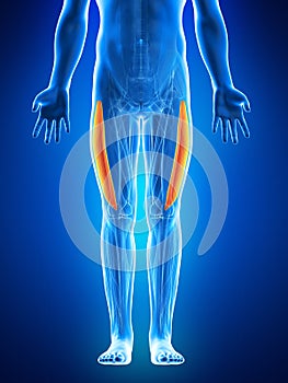 The vastus lateralis