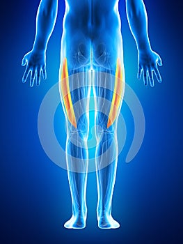The vastus lateralis