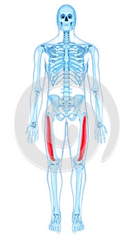 The vastus lateralis