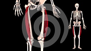 Vastus lateralis - real color - 3D model