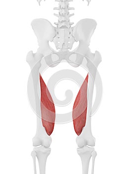 The Vastus Medialis