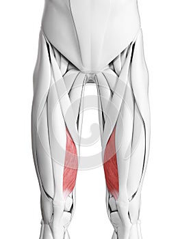 The vastus medialis