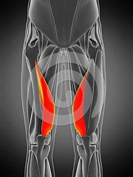 Vastus medialis