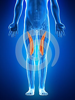 The vastus medialis