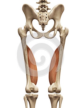 the vastus medialis