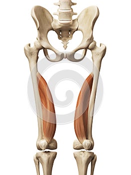 The vastus medialis