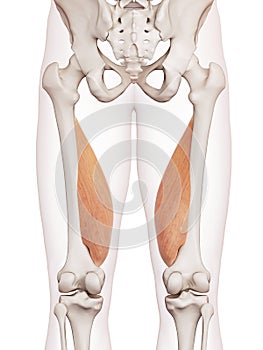 The vastus medialis