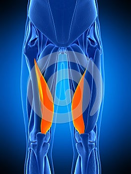 The vastus medialis