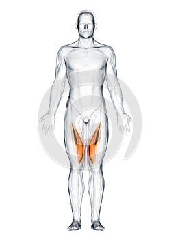 The vastus medialis