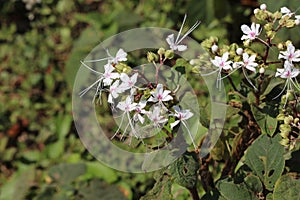 Vati flower