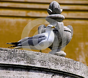 vatican seagull bird Italy architecture
