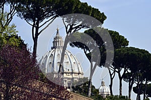 Vatican view with Saint Peter Basilica dome and beautiful Italian stone pines