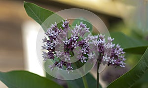 Vatochnik Syriac, lilac small flowers in bud photo