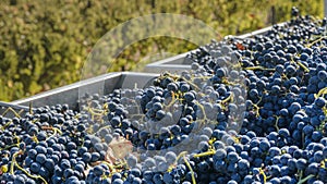 Vats with grapes at harvest for the wine industry