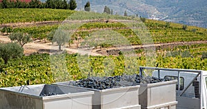 Vats with grapes at harvest for the wine industry