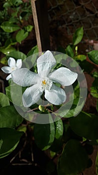 Vatusudda flower in sri lanka