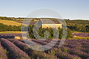 Vaucluse lavender field